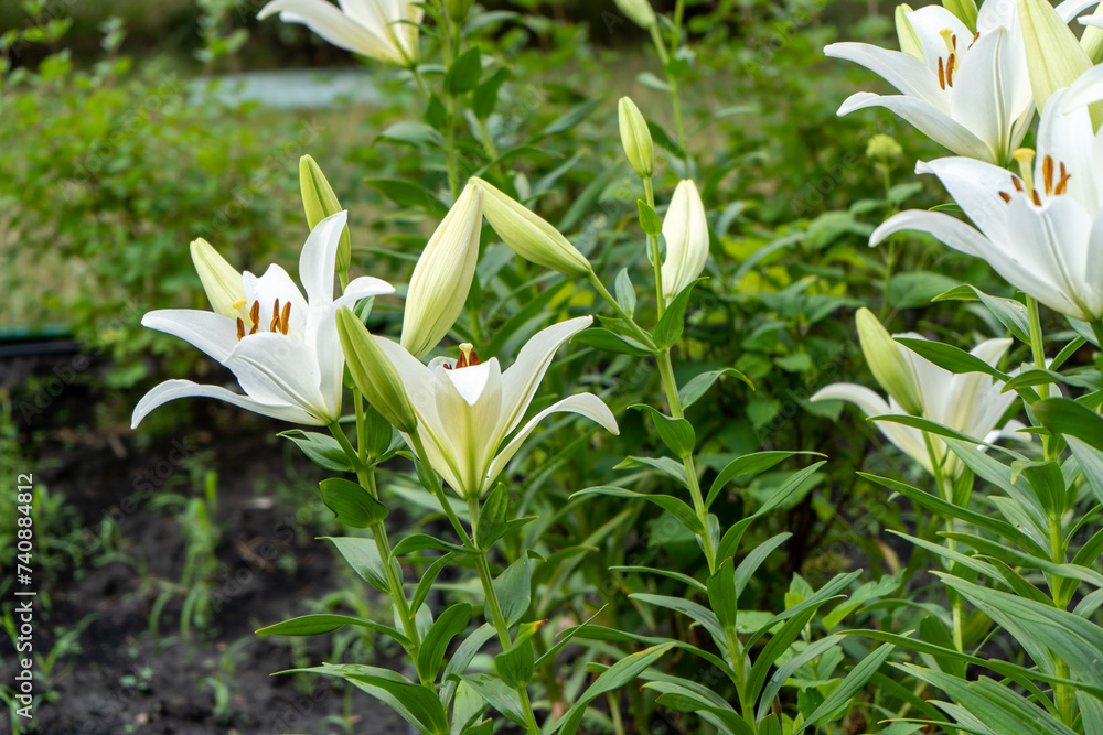 Obraz premium White lily flowers. Bud in the garden. Grow a bush of lilies. Petals, bud and leaves of a flower. Nature background. Summer flowers. Floriculture plant. Blossom closeup petal. Green floral flowerbed