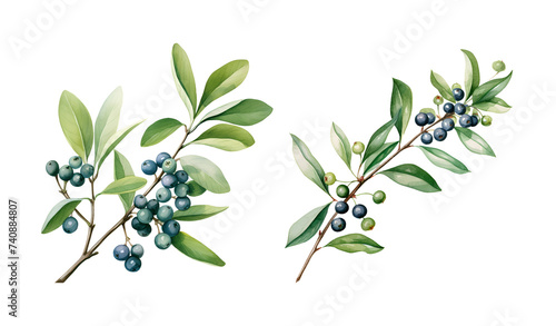 Privet branch, watercolor clipart illustration with isolated background. photo