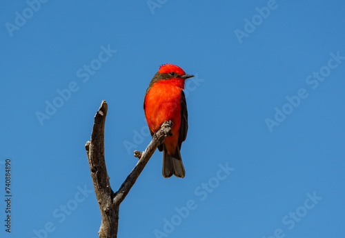 A Beautiful Vermilion Flycatcher Perched in a Treetop