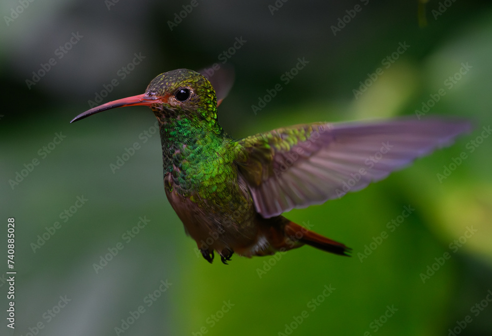 Fototapeta premium Rufous-tailed Hummingbird in Flight