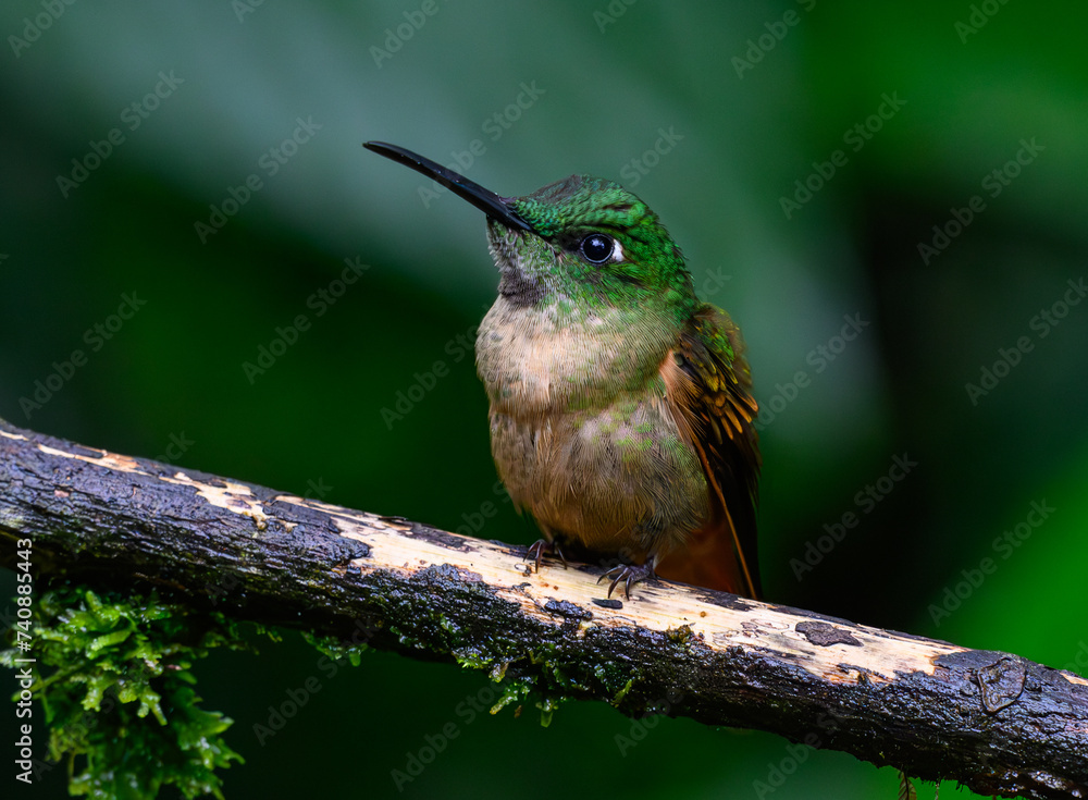 Obraz premium An Adorable Fawn-breasted Brilliant Hummingbird Perched on a Branch During a Light Rain