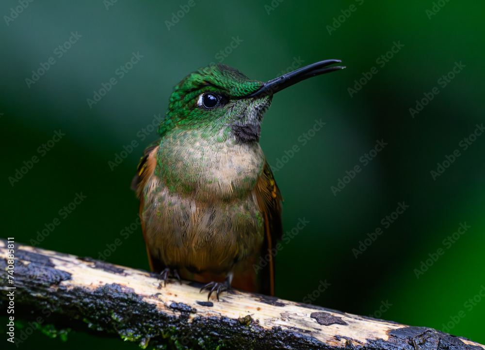 Obraz premium An Adorable Fawn-breasted Brilliant Hummingbird Perched on a Branch During a Light Rain