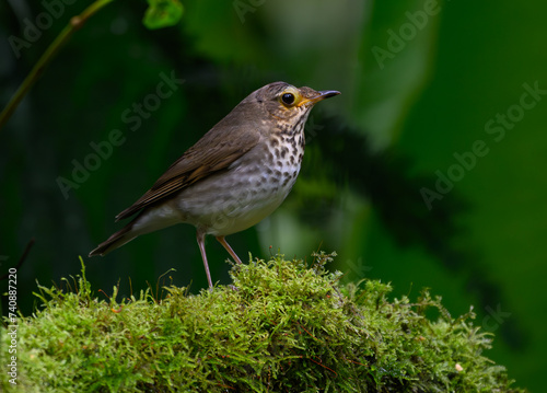 Swainson's Thrush with Growth on Beak Perched on a Mossy Log