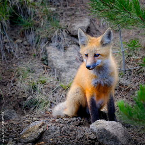 Wild Fox Near Den in Wilderness Animals © Lane Erickson