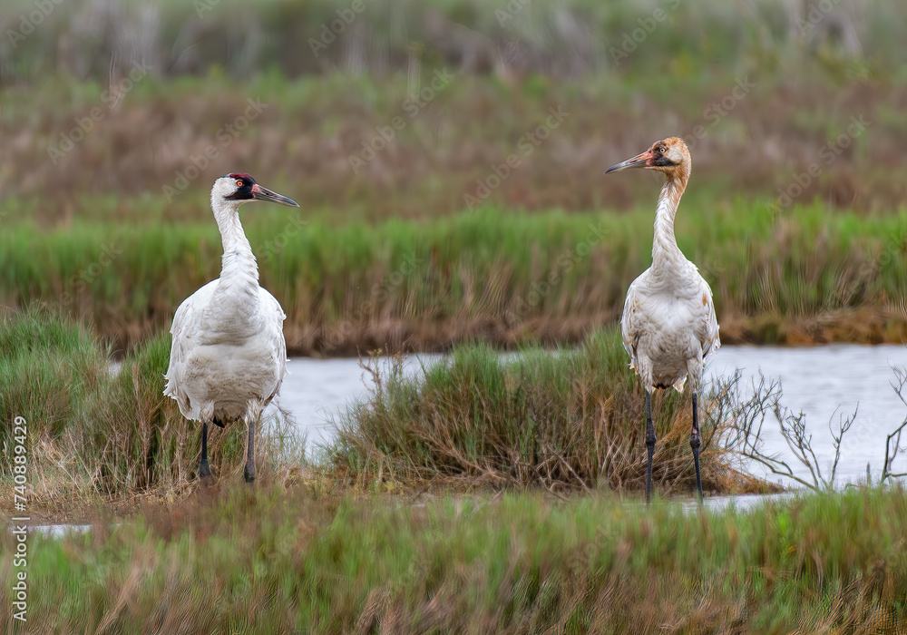 Whooping Crane Adult and Juvenile in Texas Whooping Crane Adult and Juvenile in Texas