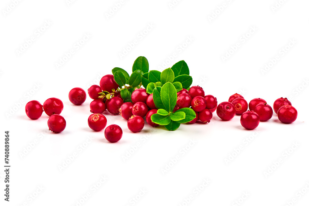 Lingonberry with leaves, isolated on white background. High resolution image Lingonberry with leaves, isolated on white background. High resolution image