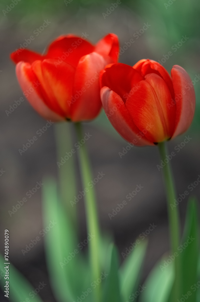 Two red tulips close-up. Spring flowers. Selective soft focus. Vertical