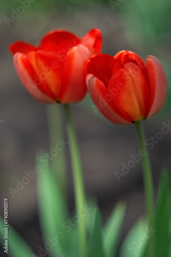 Two red tulips close-up. Spring flowers. Selective soft focus. Vertical