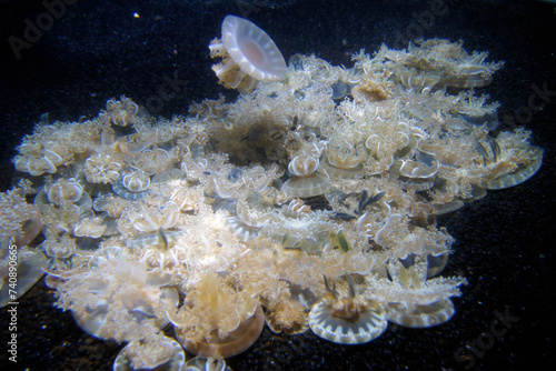 Jellyfish Cassiopea Xamachana, Baltimore Aquarium, Maryland, United States photo