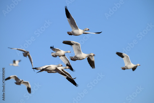 Snow Geese in Flight During Fall Migration