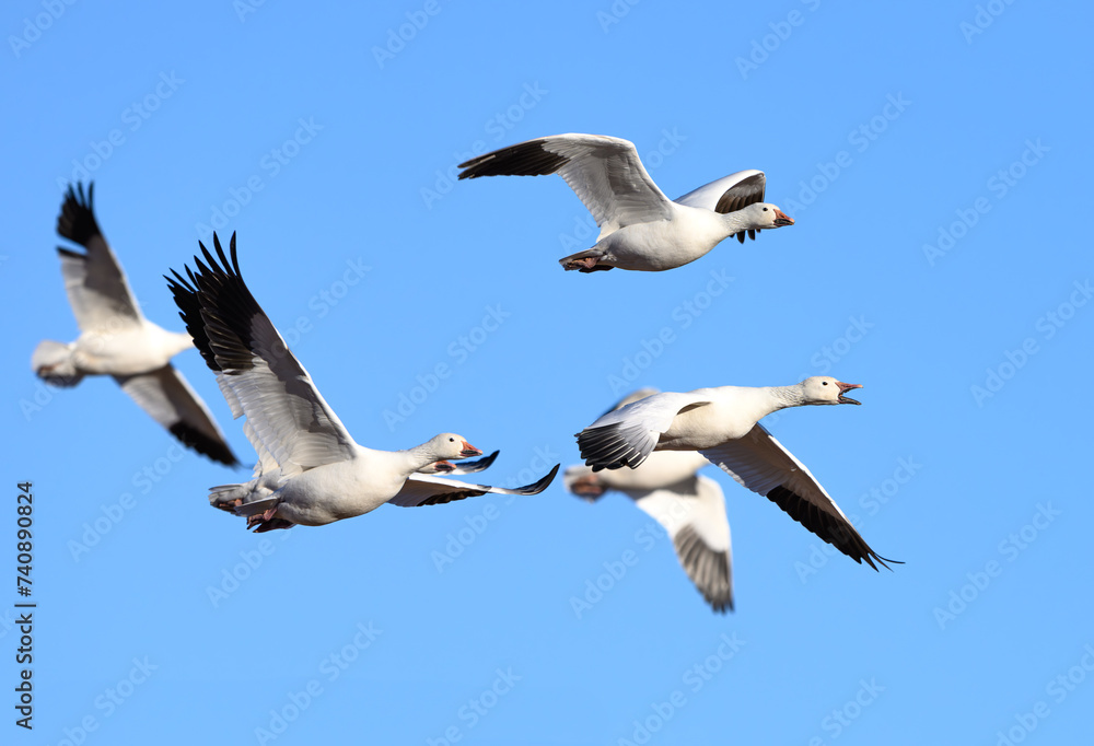 Fototapeta premium Snow Geese in Flight During Fall Migration