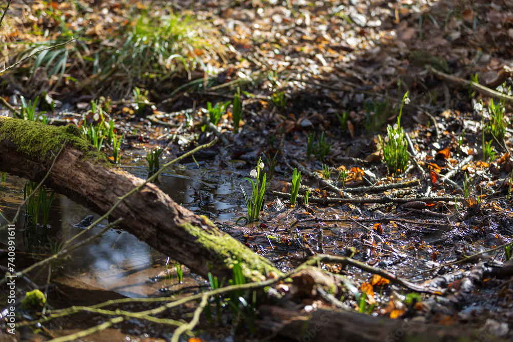 Spring white flower of Bledule - Leucojum vernum with green leaves in wild nature in floodplain forest. Spring flower