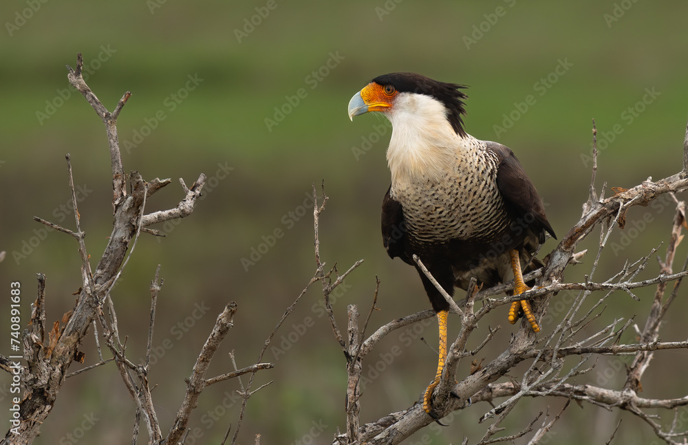 Obraz premium A Crested Caracara Perched on a Bush