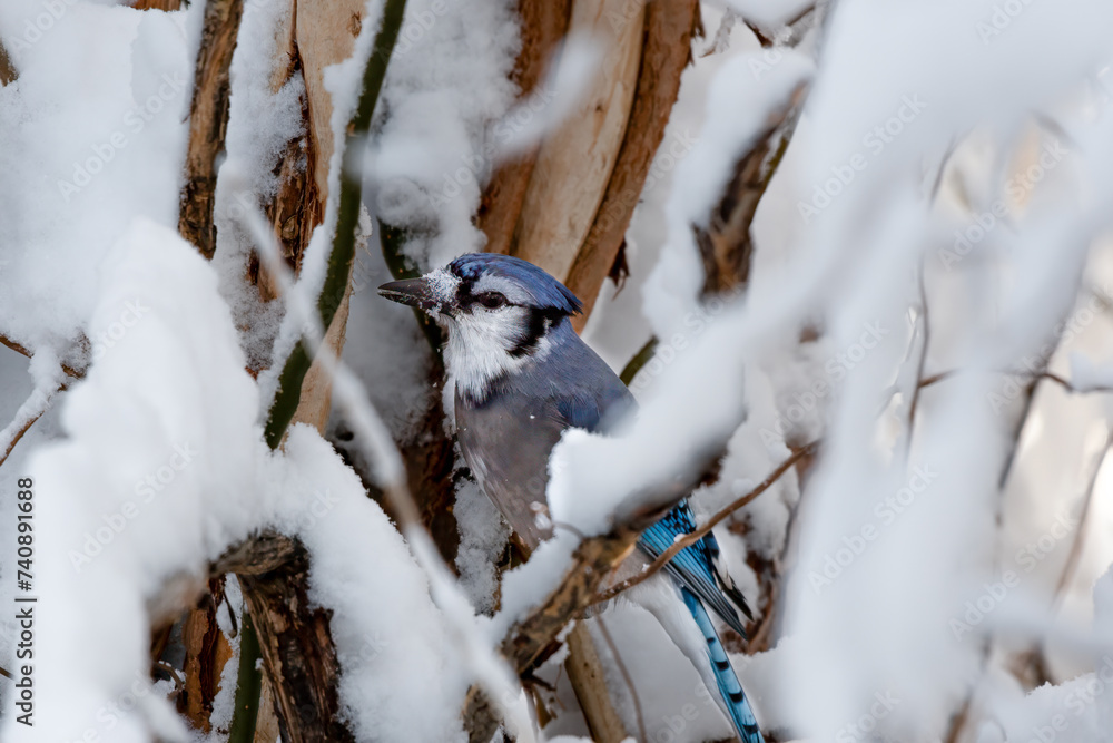 Beautiful Blue Jay Perched on a Snow Covered Branch Beautiful Blue Jay Perched on a Snow Covered Branch