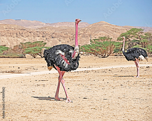 Ostrich in Hai-Bar Nature Reserve, Israel