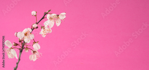 cherry blossoms on branch,springtime background or template wirh large copy space