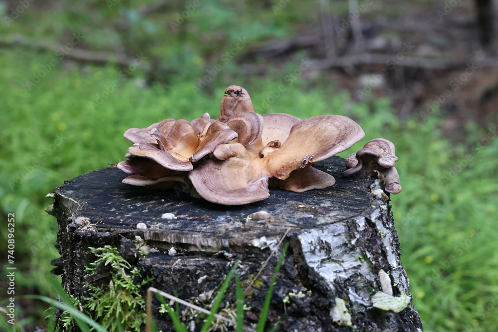Lilac oysterling, Lentinus conchatus, also called Panus conchatus, wild mushroom from Finland