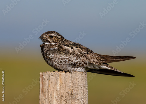 Common Nighthawk on a Fencepost in Colorado