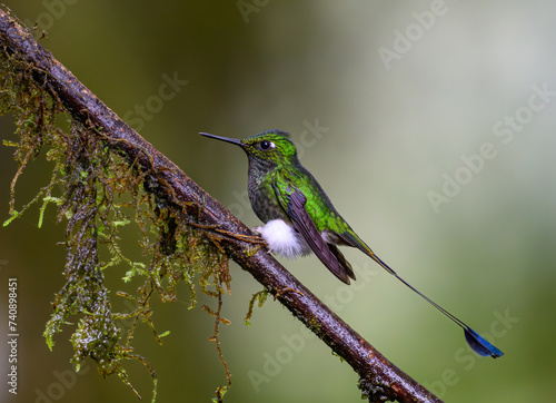 White-booted Racket-tail in the Mindo Clooud Forest