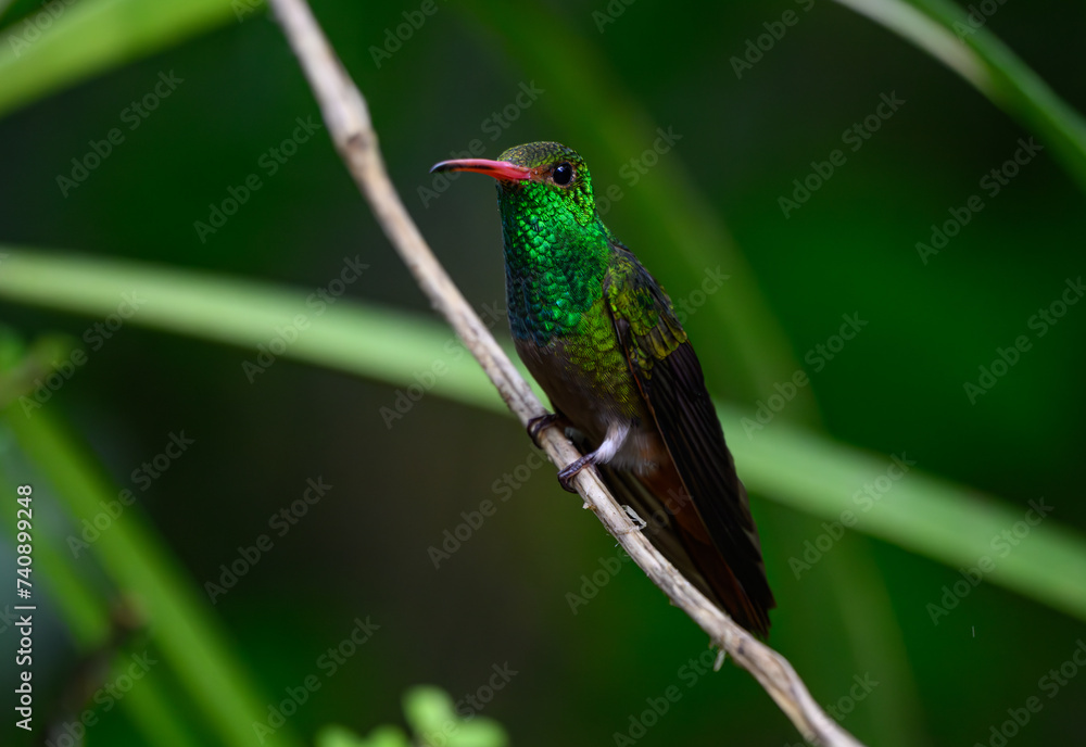 A Rufous-tailed Hummingbird Perched on a Branch A Rufous-tailed Hummingbird Perched on a Branch