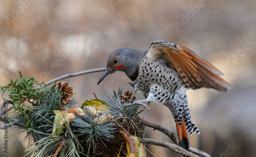 Northern Flicker Landing on Feeder