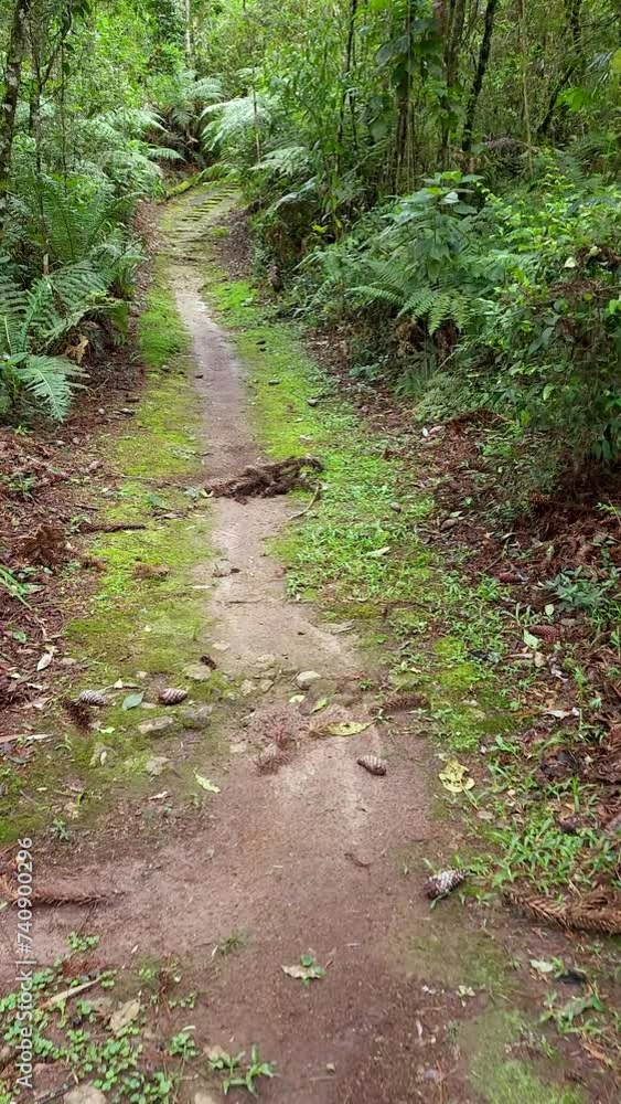 Vertical video. Walking through the nature in a rainforest in Brazil Vertical video. Walking through the nature in a rainforest in Brazil