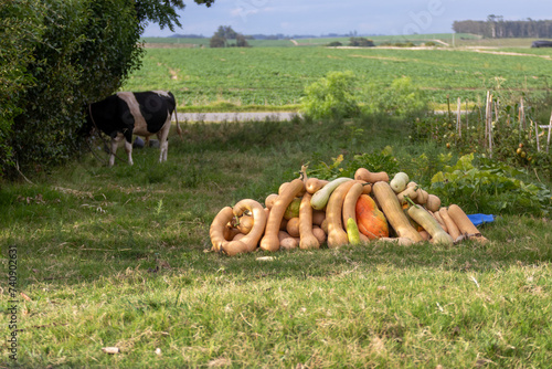 Billede på lærred Cosecha de calabazas
