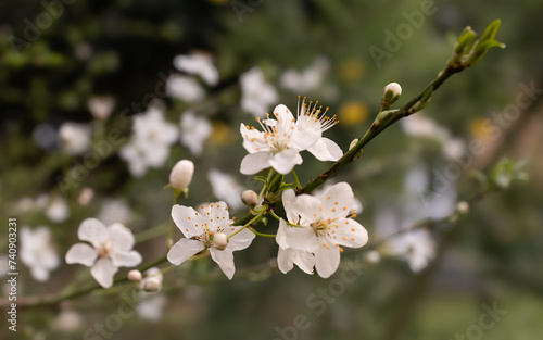 Hawthorn blossom