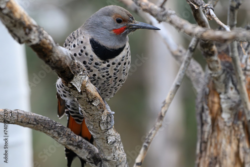 Northern Flicker Perched on a Tree Branch photo