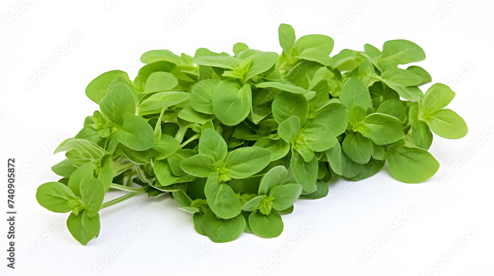 Oregano on white background Oregano on white background