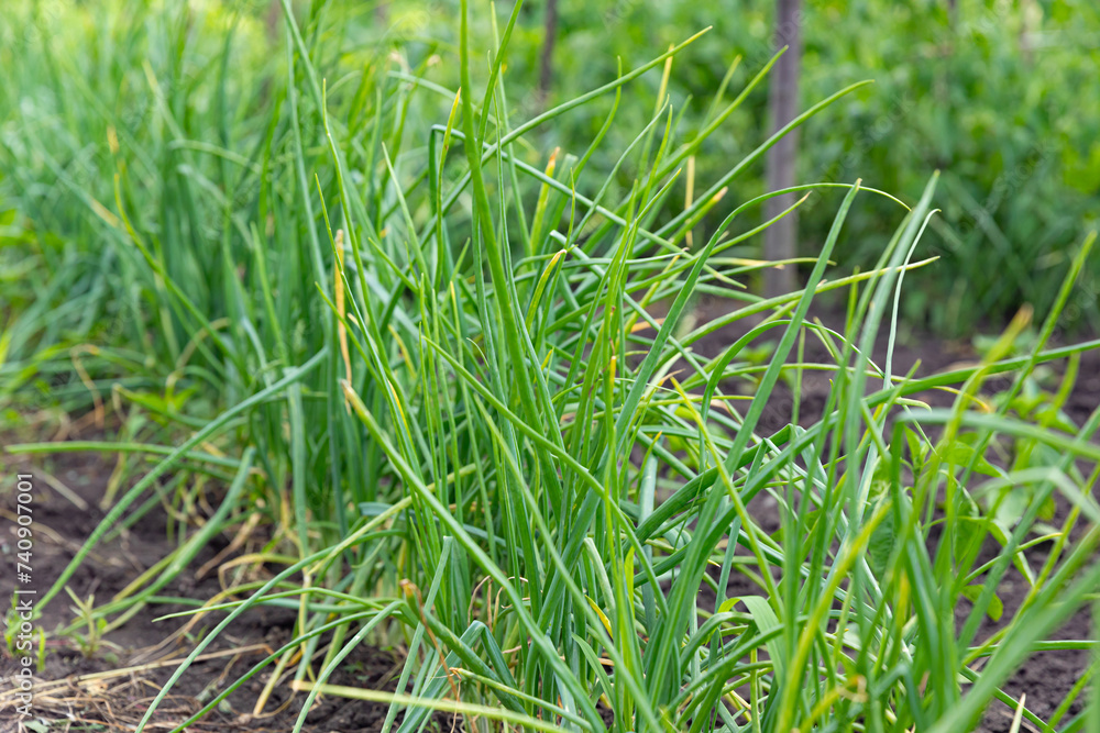 Fresh green onions for salad in the garden. green vegetables, onion flavor. agriculture concept. Fresh green onions for salad in the garden. green vegetables, onion flavor. agriculture concept.
