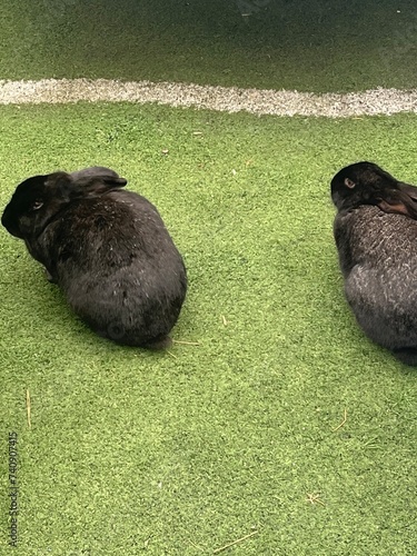 토끼