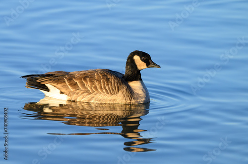A Cackling Goose Swimming in a Pond