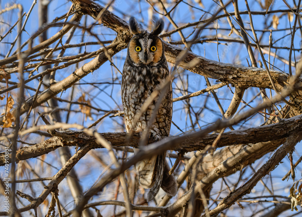 Obraz premium Long-eared Owl on Russian Olive Bush on a Sunny Winter Morning