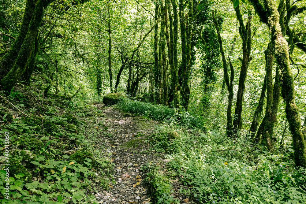 Fototapeta premium The trail is in a summer rainforest, the trees are covered with moss