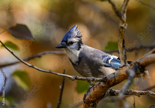 A Young Molting Blue Jay On a Branch
