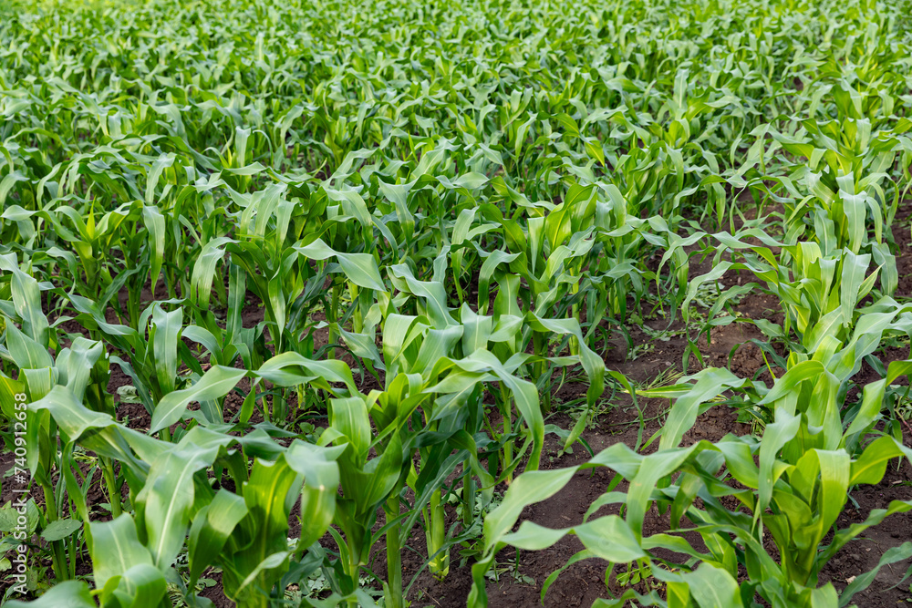 Corn field at sunny day, green leaves texture close-up. View of young corn field plantation background. Corn field at sunny day, green leaves texture close-up. View of young corn field plantation background.