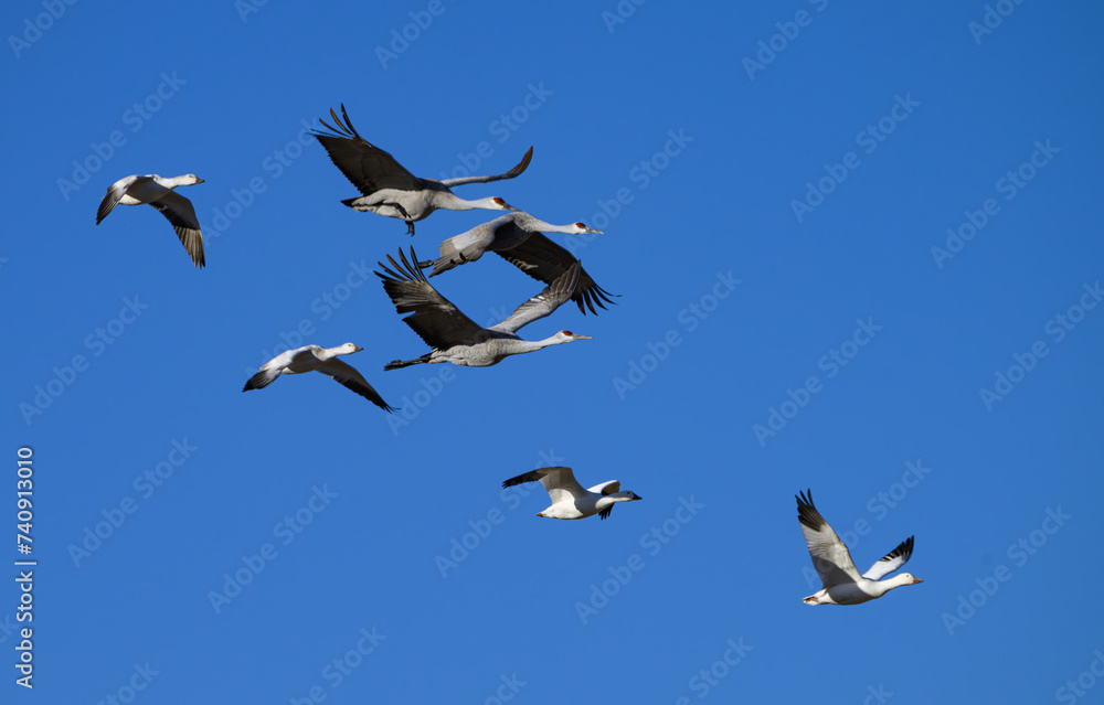 Snow Geese Flying with Sandhill Cranes