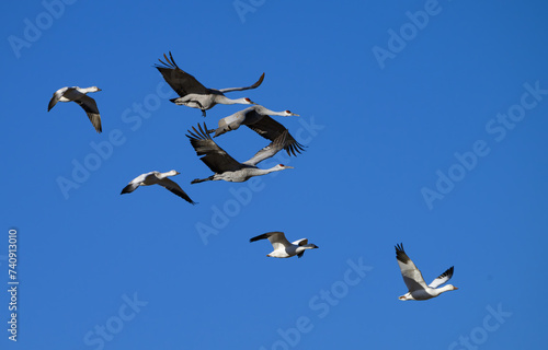 Snow Geese Flying with Sandhill Cranes