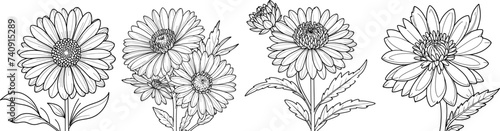Aster flower set hand-drawn coloring page and outline vector