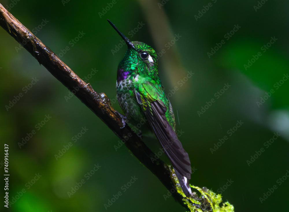 Purple-bibbed whitetip Perched on a Branch in Ecuador Purple-bibbed whitetip Perched on a Branch in Ecuador