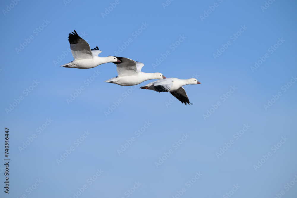 Snow Geese in Flight