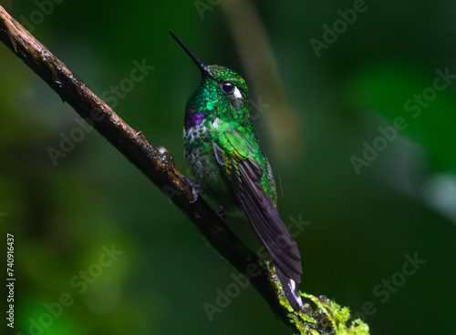 Purple-bibbed whitetip Perched on a Branch in Ecuador photo