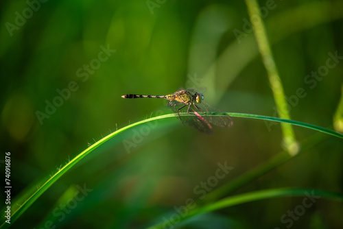 Dragonfly: Dragonflies are fascinating insects known for their distinctive appearance and remarkable flying abilities. They belong to the order Odonata, which also includes damselflies. 