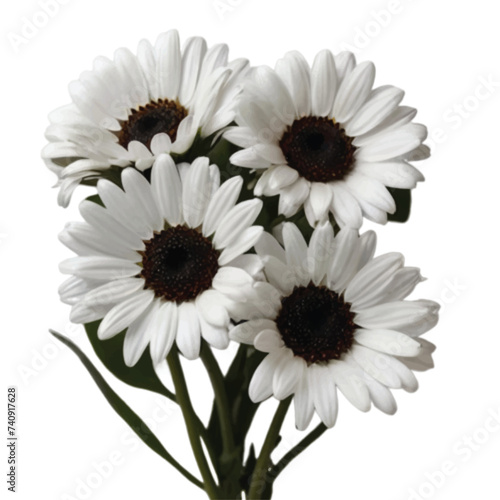 black and white color daisies isolated on white background