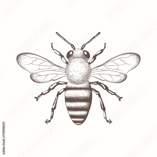 Bee, honey bee isolated on a white background. Naturalistic, scientific, botanical engraved illustration, vector drawing