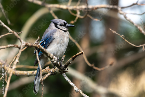 Blue Jay Perched on a Tree Branch on a Winter Day