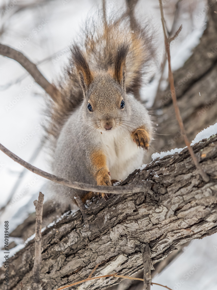 The squirrel sits on a branches without leaves in the winter or autumn The squirrel sits on a branches without leaves in the winter or autumn