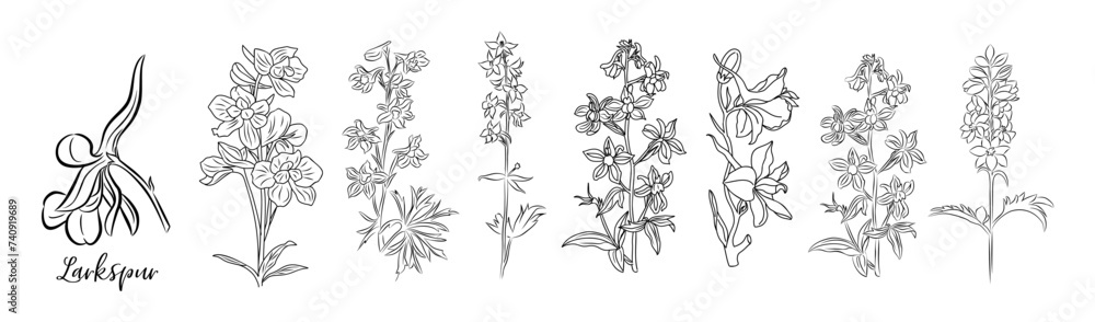 Set of Larkspur flower line art vector illustrations. Delphinium Hand drawn botanical black sketch. July birth month flower for wall art, jewelry, tattoo, logo, packaging design, wedding invitation.