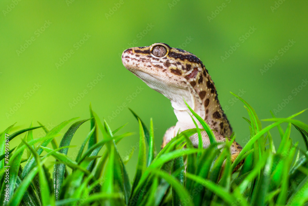 The leopard gecko or common leopard gecko (Eublepharis macularius) is a ground-dwelling lizard native to the rocky dry grassland and desert regions
The leopard gecko or common leopard gecko (Eublepharis macularius) is a ground-dwelling lizard native to the rocky dry grassland and desert regions